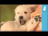 Fluffy Golden Retriever Puppies Fight On Back, then SNEEZE - Puppy Love