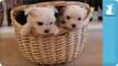 How Many Maltese Puppies Are Inside This Basket? - Puppy Love