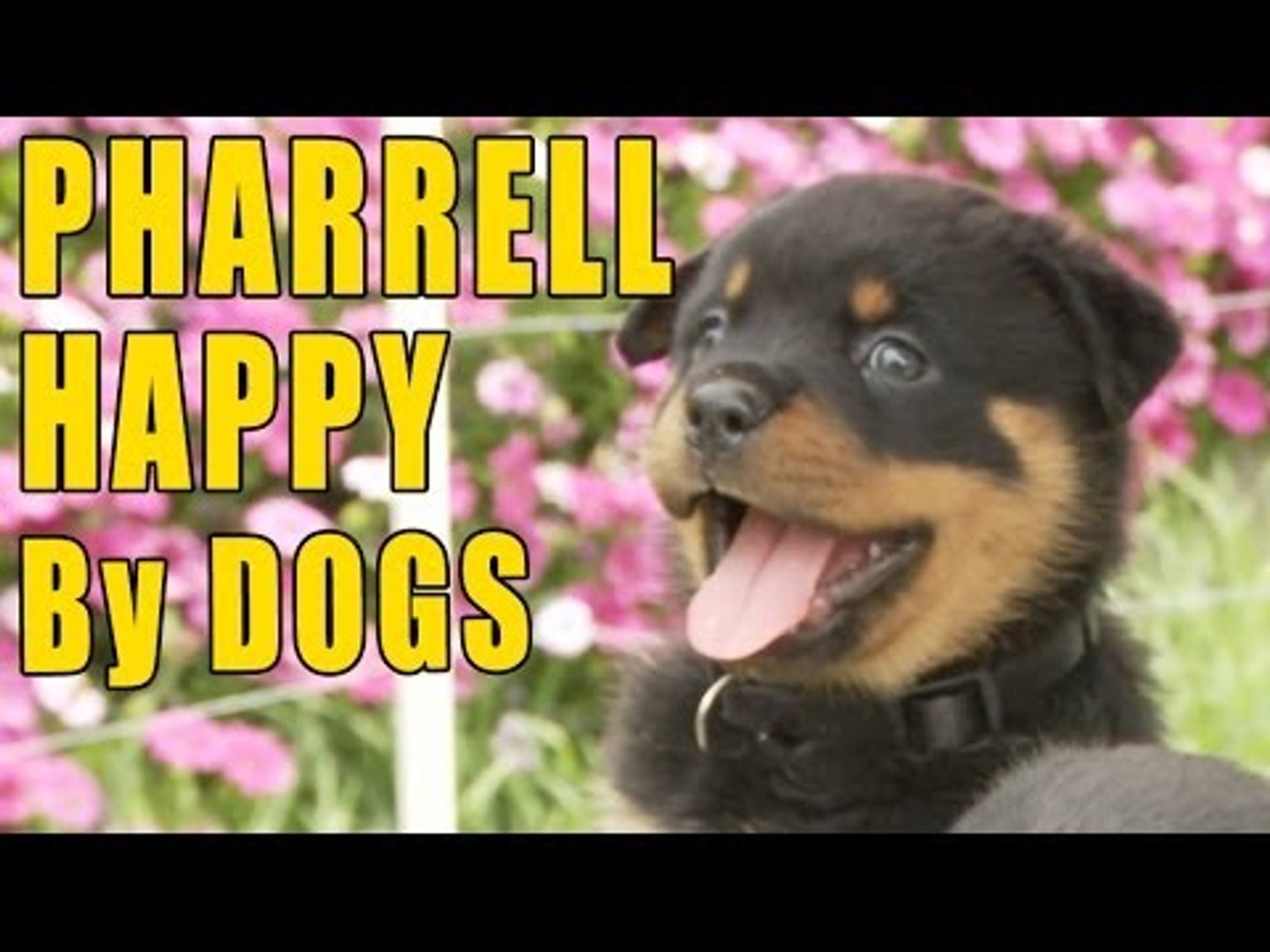 pharrell dog