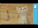 Kitten Jumps High For String - Kitten Love