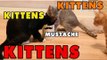 Kittens, Kittens and Kittens - Episode 4