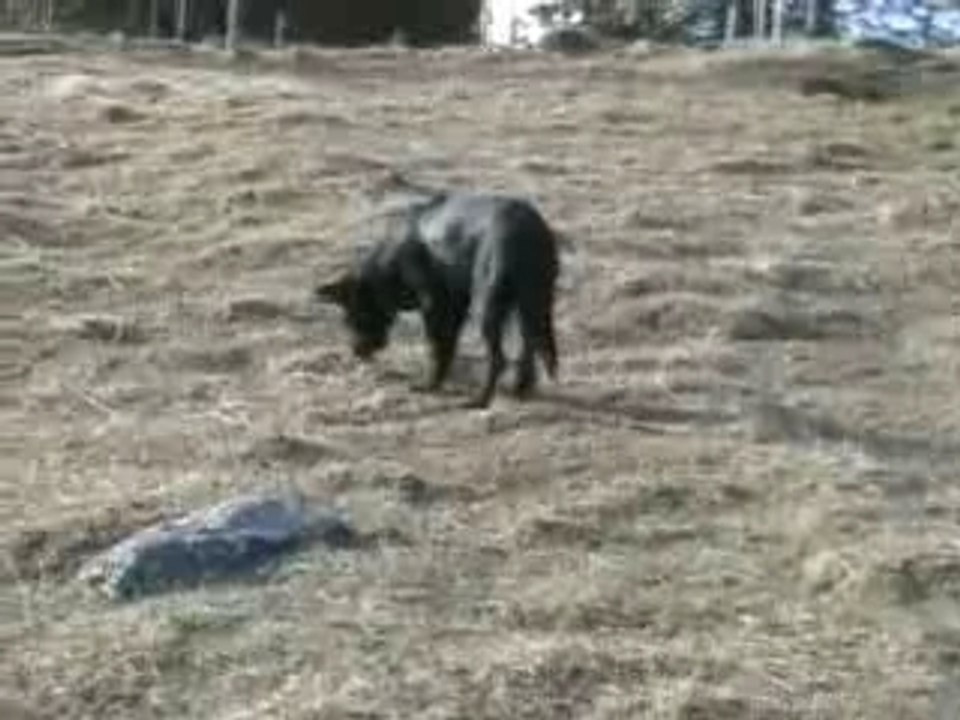 Fripounet