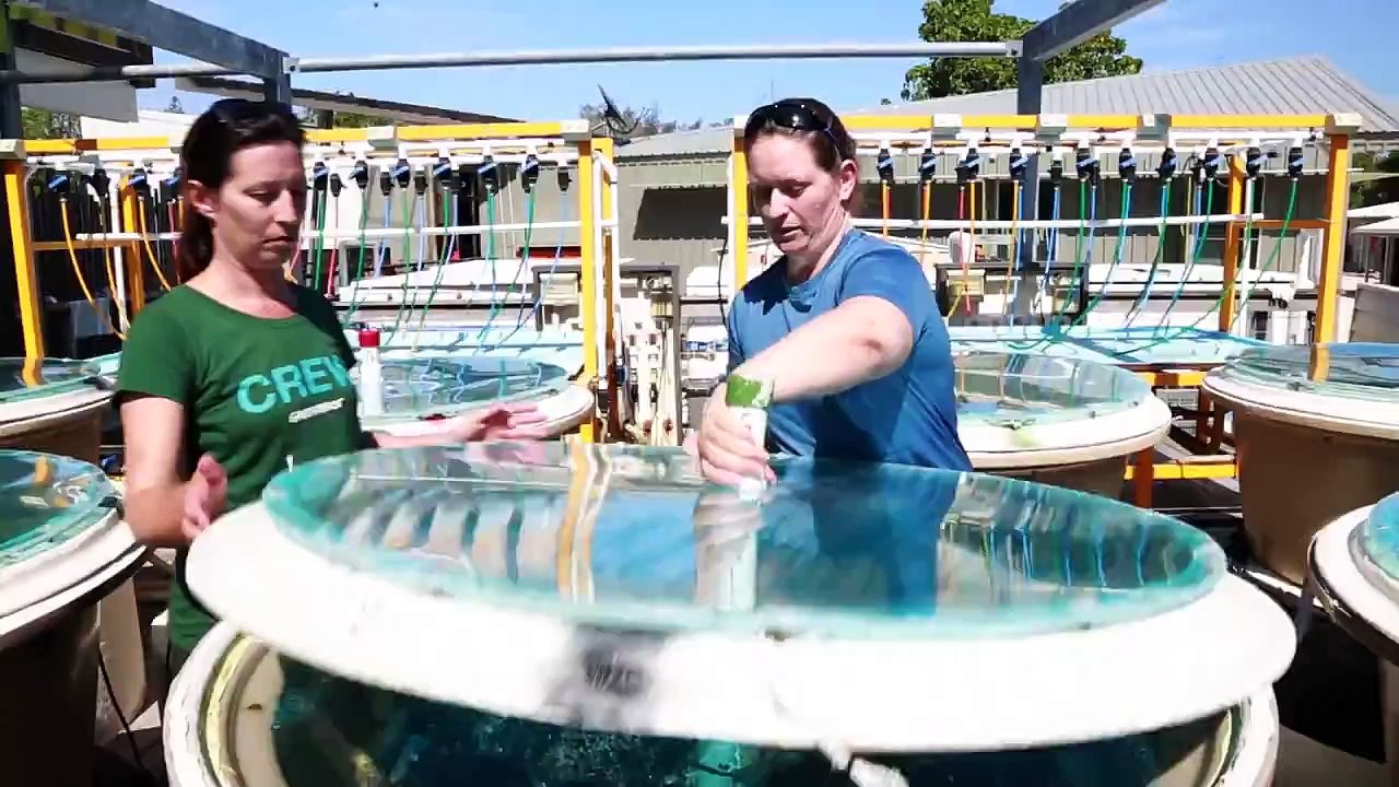 Heron Island Research Station, The University of Queensland, Australia
