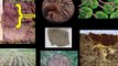 Soil Microbiology ft Joel Salatin, Mstate Sustainable Food Production