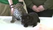 Deux adorables bébés jaguars sont les nouvelles stars du zoo de Saint-Petersbourg