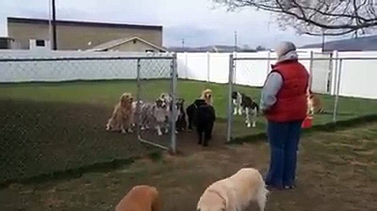 appel de chien