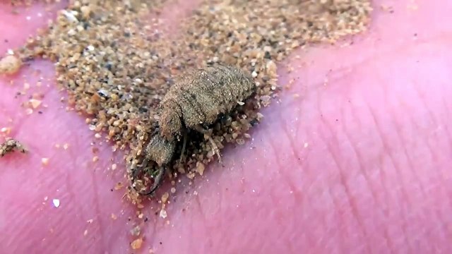 Antlion trap Black Ants | Black Ants vs Antlion Fight to the Death | Bug Fights | Insect Fights