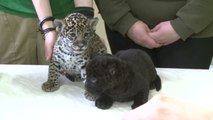 Zoo de Leningrado apresenta mega fofos bebês de jaguar