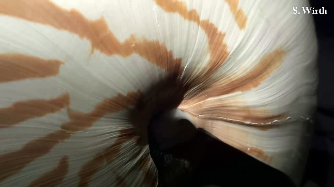 Nautilus and Ammonite