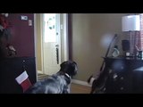 How to Stop Your Dog From Barking at The Door