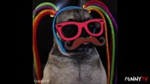 'Funny Pug Vines' Compilation - Cute & Adorable Pugs and Puppies - FunnyTV
