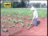 Recomendaciones de Buenas Prácticas Agrícolas