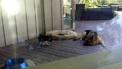 German Shepherd Puppy Nap Time