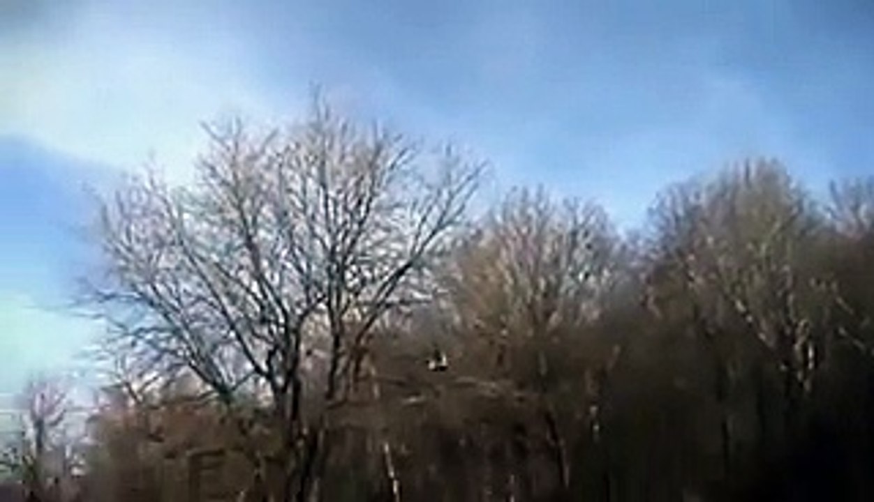 Eagle is Snatching a Kid