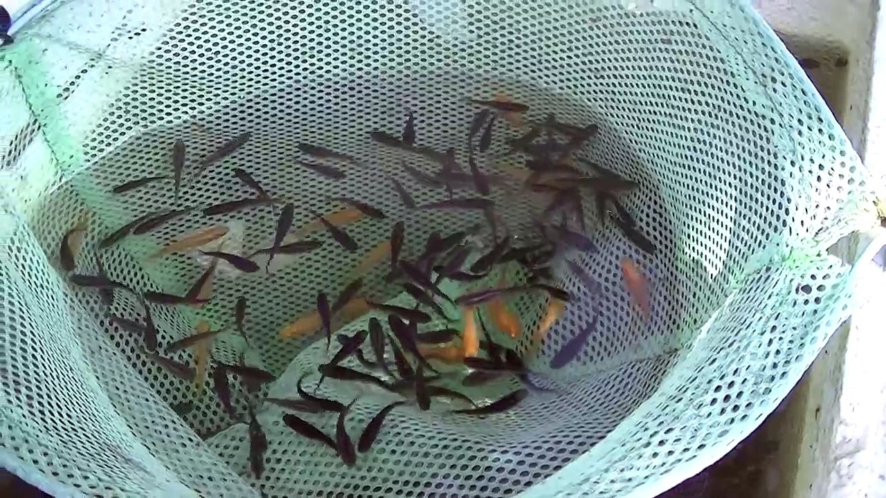 大量の大量のぼうふらの中にメダカを入れてみた　ボウフラパニックバクバク食べます捕食　killi　fish
