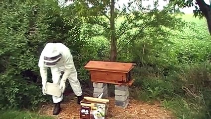 Harvesting Honey from our Cedar Top Bar Bee Hive from www.cedarchickencoop.com