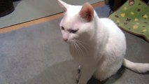 にゃん♪と言うと、可愛く鳴く白猫ユキ White cat Yuki is meowing cutely