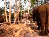 Elephant Scratching On A Tree - Laos