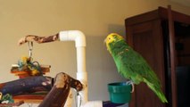 Chloe' ~Talking & Singing Double Yellow-head Amazon Parrot