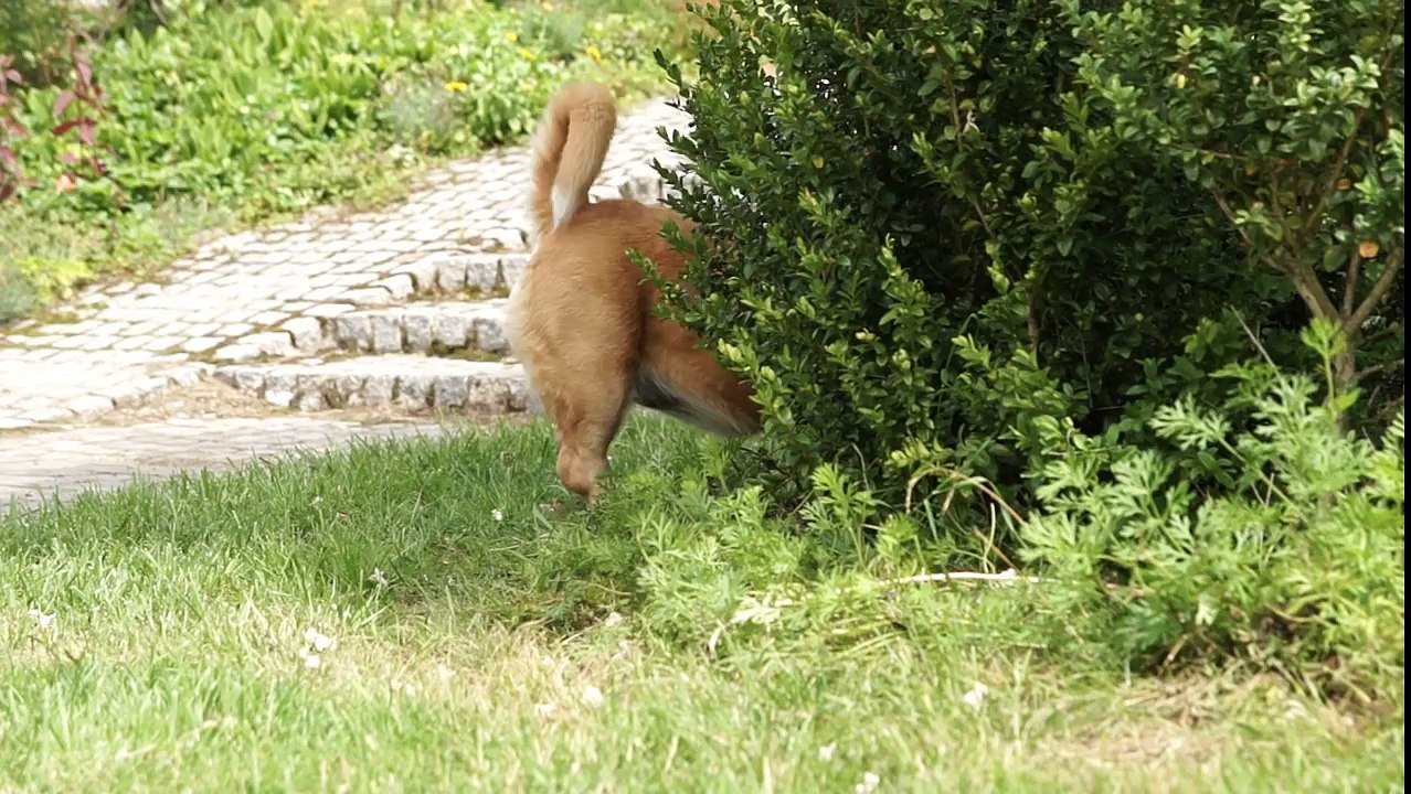 AAA  KOTKI DWA ALBO TRZY I PSOTKA.