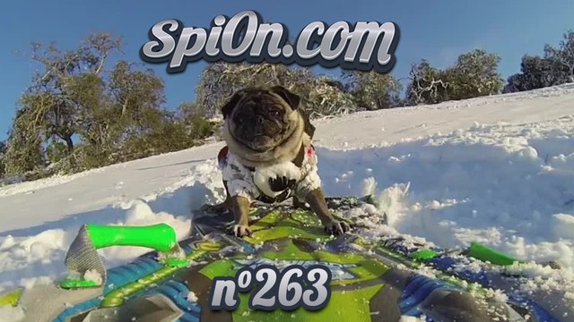 Le Zap de Spi0n n°263 - Zapping Web