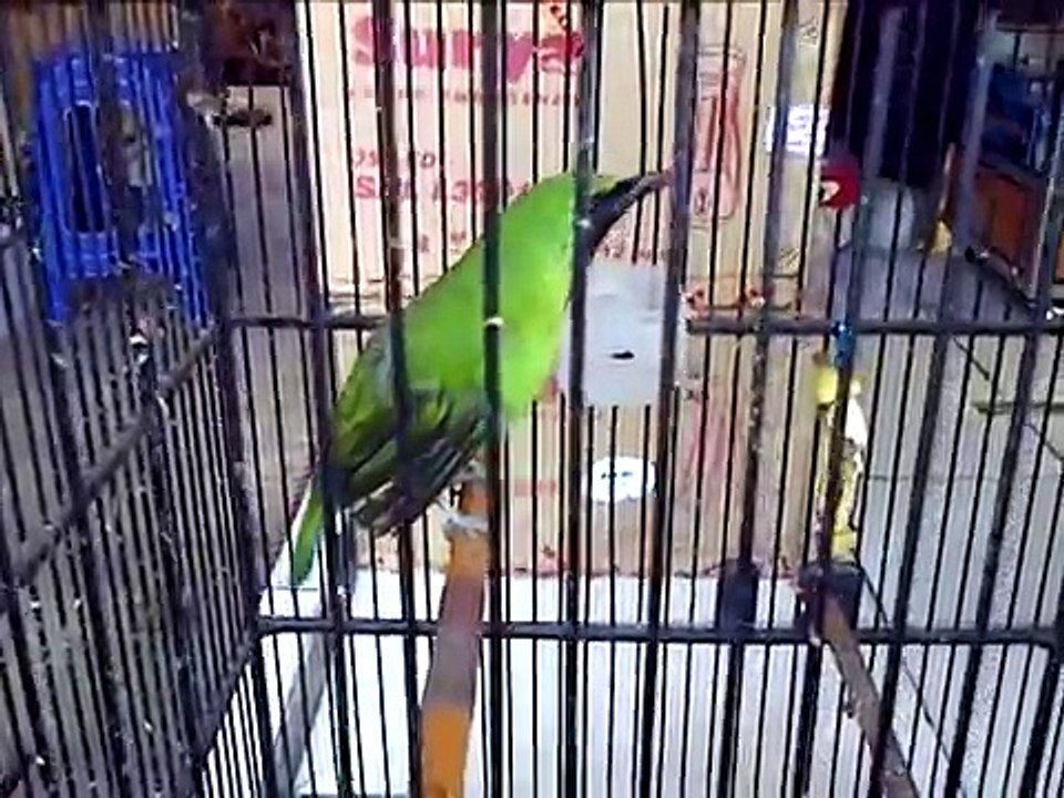 cucak ijo super gacor 2 jt aja bos