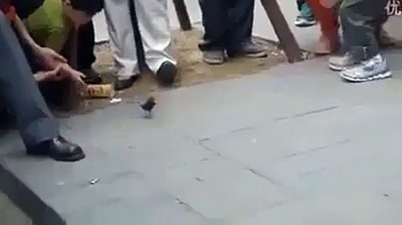 چڑیا کو دیکھ کہ آپکو اپنی آنکھوں پر یقین نہیں آئے گا