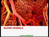 FSc Biology Book1, CH 14, LEC 14; Blood Vessels