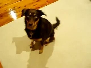 Lucky the Kelpie - Tricks