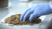 Insectes comestibles : une industrie à inventer