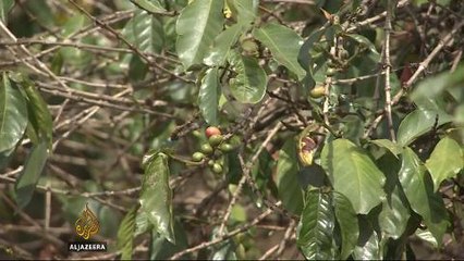 Kenya coffee revenue fall worries investors