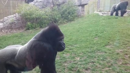 Attaque d'un gorille dans un zoo