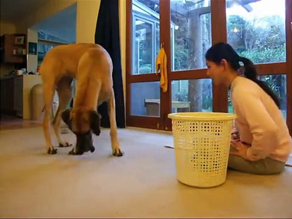 Great Dane Honey - teaching your dog to pick up his toys (clicker training dog tricks)