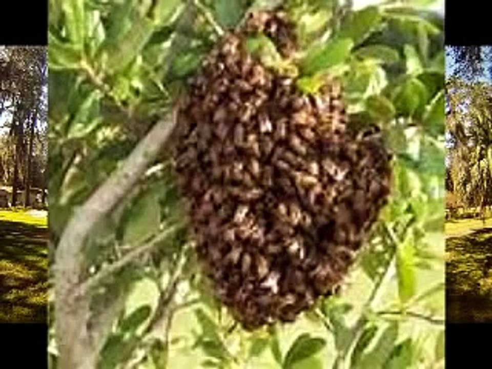 Eco Bee Removal- Intro to bee removal part 1; 'What you need to know'.