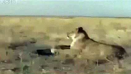 Lion Vs Wild Pig Real Funny Fight - Amazing Videos amazing vedio of 2015