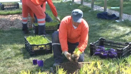 Şehitler Abidesi, Lalelerle "Kırmızı-beyaz"A Bürünüyor
