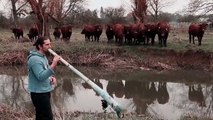 Vacas 'hipnotizadas' por los extraños sonidos de un Didgeridoo