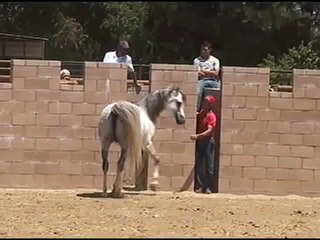 Horse Fighting against Angry Bull in Spain