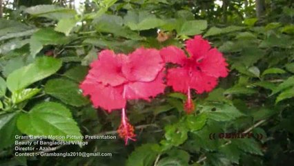 Beauty of Bangladeshi Village