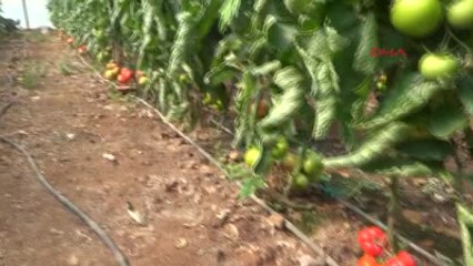 Mersin'de Yazlık Sera Domatesi Hasadı Başladı