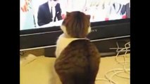 【おもしろ】　世界のおばかペット集　【かわいすぎ】　funny　pets　video