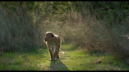 Monkey Kingdom  - Clip His Name Is Kumar (English) HD