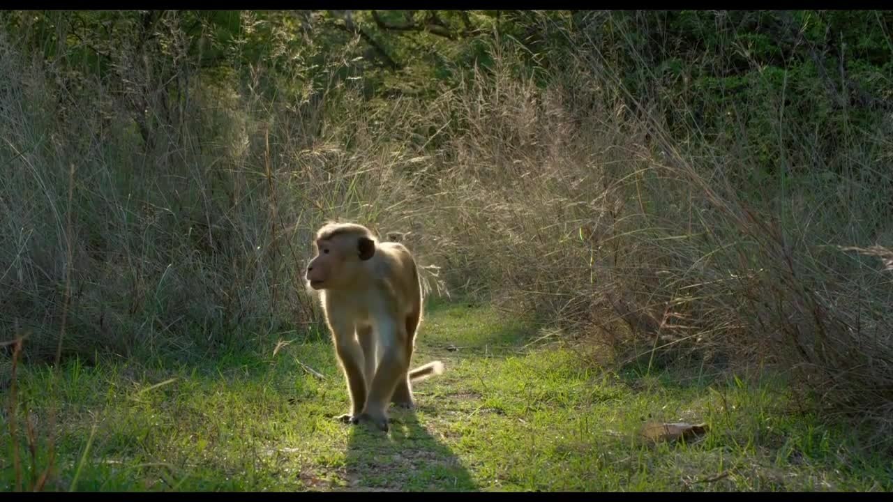 Monkey Kingdom  - Clip His Name Is Kumar (English) HD