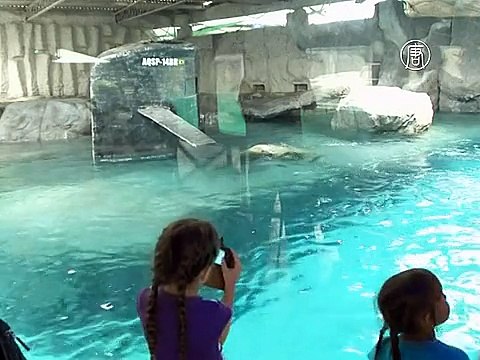 Белые медведи из Казани переехали на ПМЖ в Бразилию