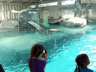 Белые медведи из Казани переехали на ПМЖ в Бразилию