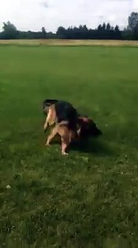 Une chienne joue avec ses chiots