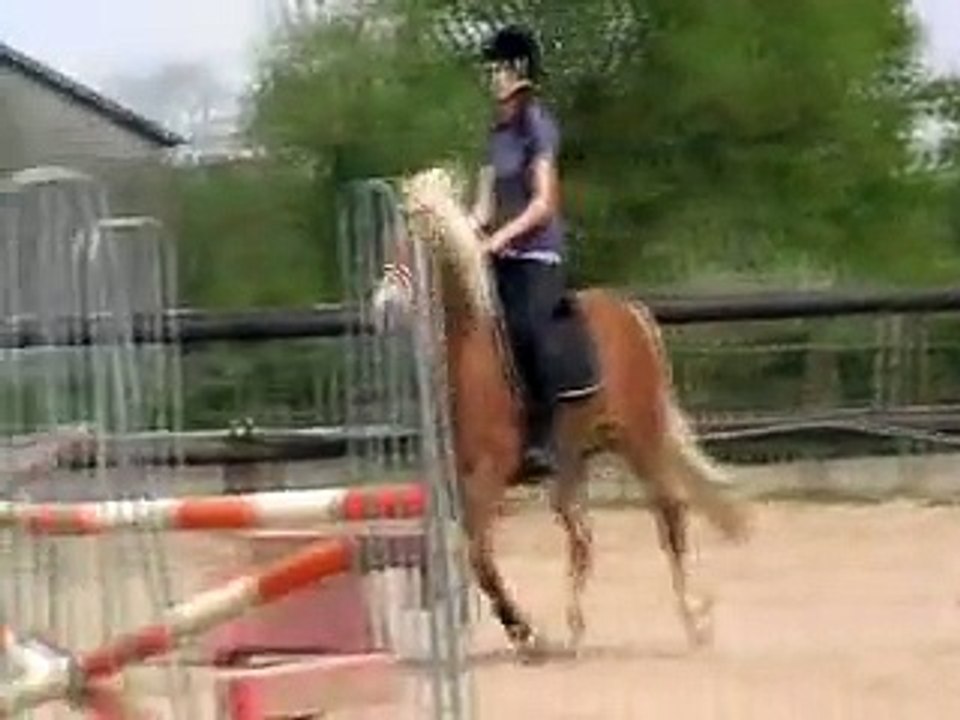 entrainement 15 Avril 2015 Beckett de la Méloise