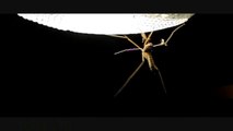 Slow Motion Night Insects  300/600fps Casio EX-F1 (Upscaled to 720p HD)