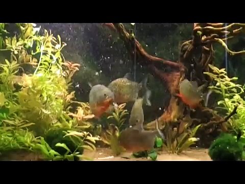 Piranha Mouse Feeding 2!