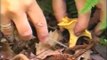 Identify Wild Mushrooms & Edible Mushrooms With Peter Jordan